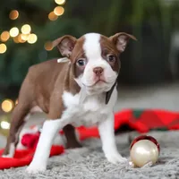 Molly, a female Boston Terrier for sale in Dundee, OH – Photo 1 of 9