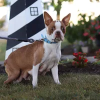 Molly, a female Boston Terrier for sale in Dundee, OH – Photo 8 of 9