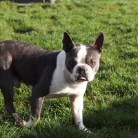 Molly, a female Boston Terrier for sale in Dundee, OH – Photo 9 of 9