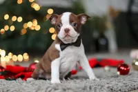 Molly, a female Boston Terrier for sale in Dundee, OH – Photo 6 of 9