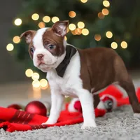 Molly, a female Boston Terrier for sale in Dundee, OH – Photo 2 of 9