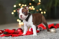 Molly, a female Boston Terrier for sale in Dundee, OH – Photo 2 of 9