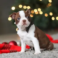 Molly, a female Boston Terrier for sale in Dundee, OH – Photo 3 of 9