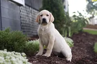 Bela, a female Labrador Retriever for sale in Dundee, OH – 2 of 5