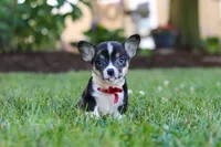 Diamond, a male Pembroke Welsh Corgi for sale in Dundee, OH – 2 of 10