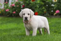 Barbie, a female Labrador Retriever for sale in Dundee, OH – 7 of 8