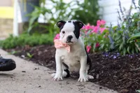 Sherry, a female Boston Terrier for sale in Dundee, OH – 3 of 6
