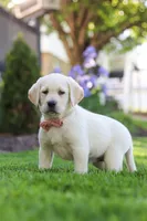 Bela, a female Labrador Retriever for sale in Dundee, OH – 7 of 8