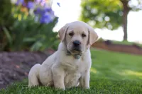 Bart, a male Labrador Retriever for sale in Dundee, OH – 3 of 5