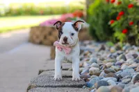 Sammy, a female Boston Terrier for sale in Dundee, OH – 5 of 10