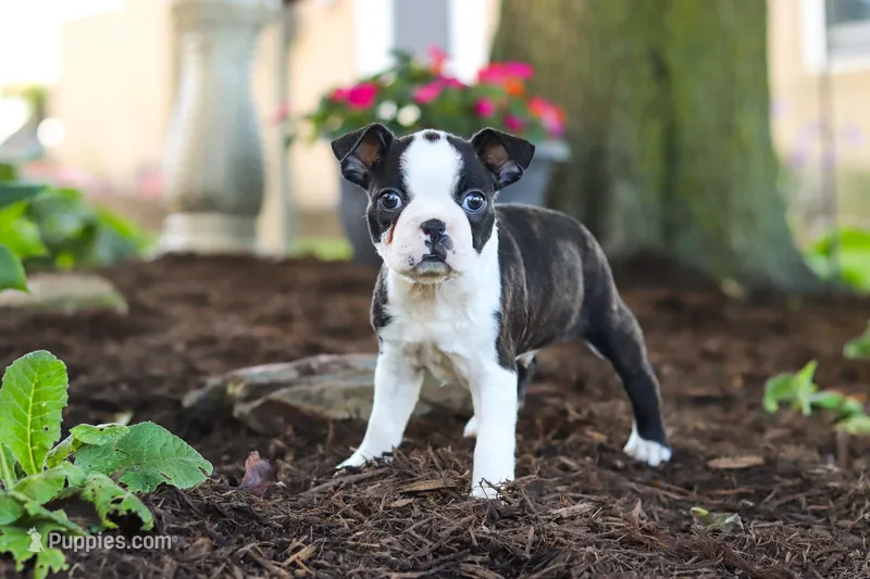 Maverick – Boston Terrier puppy for sale in Dundee, OH
