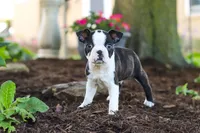 Maverick, a male Boston Terrier for sale in Dundee, OH – 1 of 9