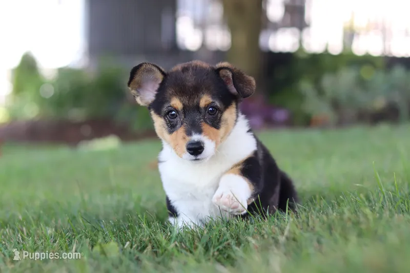 Debbie – Pembroke Welsh Corgi puppy for sale in Dundee, OH