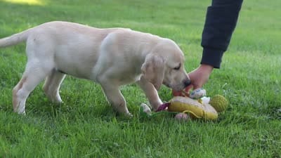 Bela, a female Labrador Retriever for sale in Dundee, OH – 5 of 5