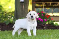 Kerri, a female Labrador Retriever for sale in Dundee, OH – 3 of 10
