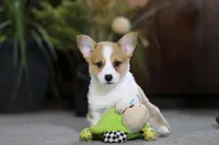 Frank, a male Pembroke Welsh Corgi for sale in Dundee, OH – Photo 1 of 9