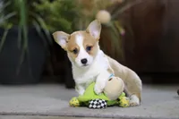 Frank, a male Pembroke Welsh Corgi for sale in Dundee, OH – Photo 9 of 9