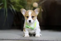 Frank, a male Pembroke Welsh Corgi for sale in Dundee, OH – Photo 4 of 9