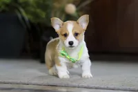 Frank, a male Pembroke Welsh Corgi for sale in Dundee, OH – Photo 3 of 9