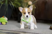 Frank, a male Pembroke Welsh Corgi for sale in Dundee, OH – Photo 8 of 9