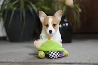 Frank, a male Pembroke Welsh Corgi for sale in Dundee, OH – Photo 6 of 9