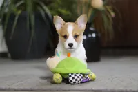 Frank, a male Pembroke Welsh Corgi for sale in Dundee, OH – Photo 2 of 9