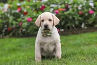 Bela, a female Labrador Retriever for sale in Dundee, OH – 5 of 7
