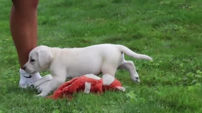 Breanna, a female Labrador Retriever for sale in Dundee, OH – 7 of 7