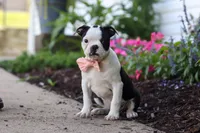 Sherry, a female Boston Terrier for sale in Dundee, OH – 5 of 6