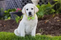 Bobby, a male Labrador Retriever for sale in Dundee, OH – 5 of 7
