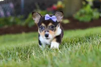 Debbie, a female Pembroke Welsh Corgi for sale in Dundee, OH – 6 of 8