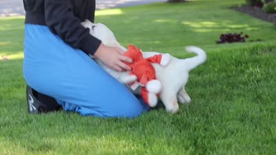 Bobby, a male Labrador Retriever for sale in Dundee, OH – 7 of 7