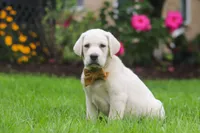 Bernie, a male Labrador Retriever for sale in Dundee, OH – 3 of 7