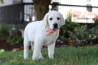 Sally, a female Labrador Retriever for sale in Dundee, OH – 3 of 6