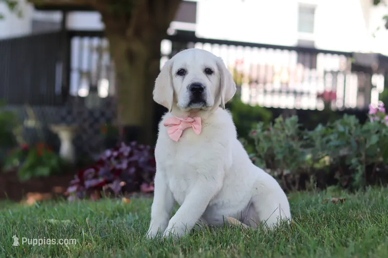 Sally – Labrador Retriever puppy for sale in Dundee, OH