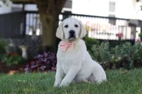 Sally, a female Labrador Retriever for sale in Dundee, OH – 1 of 6