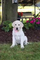 Brittany, a female Labrador Retriever for sale in Dundee, OH – 4 of 7