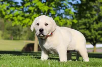 Buddy, a male Labrador Retriever for sale in Dundee, OH – 5 of 7