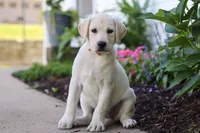 Betsy, a female Labrador Retriever for sale in Dundee, OH – 2 of 6