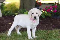 Brittany, a female Labrador Retriever for sale in Dundee, OH – 3 of 7