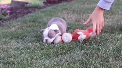 Bingo, a male Boston Terrier for sale in Dundee, OH – 8 of 8