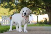 Sherry, a female Labrador Retriever for sale in Dundee, OH – 2 of 8