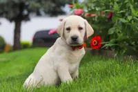 Bobby, a male Labrador Retriever for sale in Dundee, OH – 2 of 7