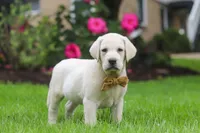Bernie, a male Labrador Retriever for sale in Dundee, OH – 4 of 7