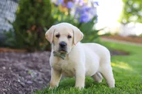 Bart, a male Labrador Retriever for sale in Dundee, OH – 5 of 5