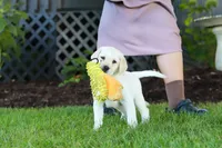 Kerri, a female Labrador Retriever for sale in Dundee, OH – 8 of 10