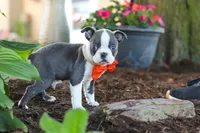 Miles, a male Boston Terrier for sale in Dundee, OH – 5 of 10