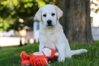 Bobby, a male Labrador Retriever for sale in Dundee, OH – 1 of 7
