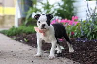 Sherry, a female Boston Terrier for sale in Dundee, OH – 1 of 6