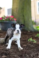 Maverick, a male Boston Terrier for sale in Dundee, OH – 5 of 9
